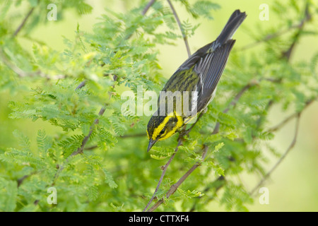 Townsends Warbler Dendroica Townsendi South Padre Island, Texas. USA BI022456 Stockfoto