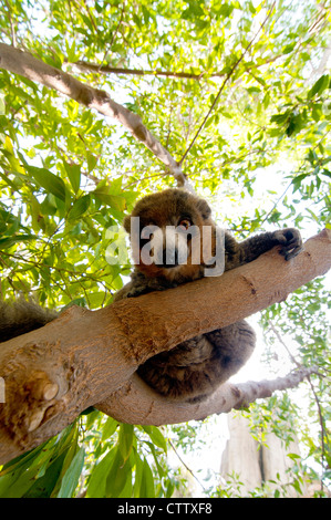 Ein Mungo Lemur auf einem Baum Stockfoto