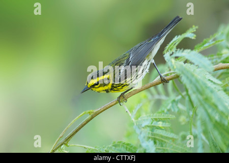 Townsends Warbler Dendroica Townsendi South Padre Island, Texas. USA BI022459 Stockfoto