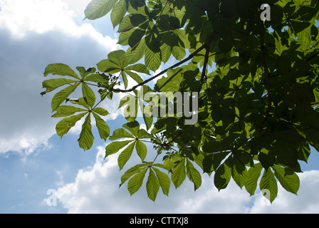 Rosskastanie Baumblätter und Zweige, die Silhouette gegen bewölktem Himmel Stockfoto