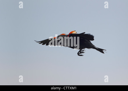 Rotschulterstärling - männliche Display Flug Agelaius Phoenicus South Padre Island Texas, USA BI022539 Stockfoto