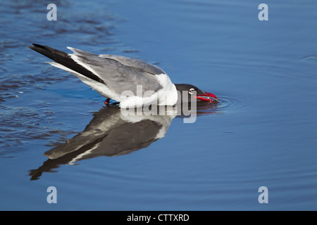 Lachend Gull - trinken Larus Atricilla South Padre Island Texas, USA BI022845 Stockfoto