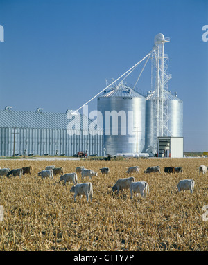 KALB HERDE IN MAIS STOPPELN / KANSAS Stockfoto