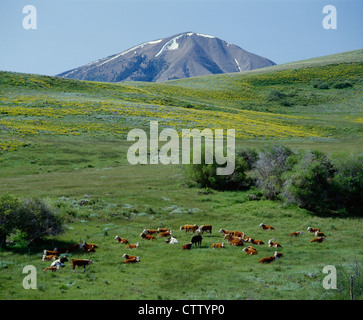 RINDER / COLORADO Stockfoto