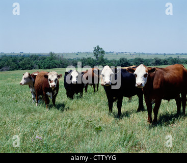 RINDFLEISCH STEUERT AUF DER WEIDE / OKLAHOMA Stockfoto