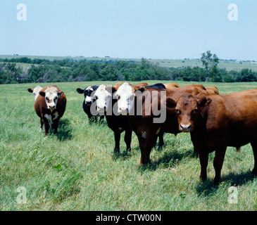 RINDFLEISCH STEUERT AUF DER WEIDE / OKLAHOMA Stockfoto