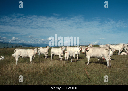 CHAROLAIS-RINDERN AUF DER WEIDE / IDAHO Stockfoto