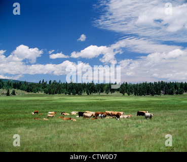 KUH/KALB HERDE AUF HOHEN SOMMER ALM IN AUSGEZEICHNETER FORM / NEW MEXICO Stockfoto
