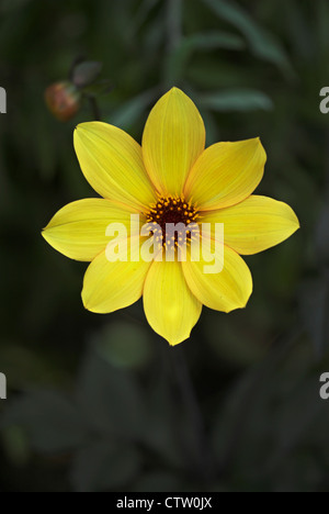 Eine Dahlie "Bischof von York" fotografiert in Dorset, England, Juli 2009 Stockfoto