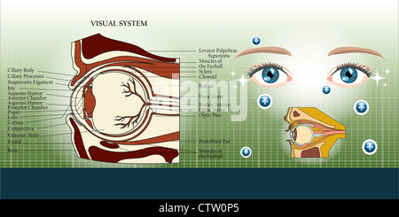 Visuelle System und Auge-Anatomie-Illustration Hintergrund Stockfoto