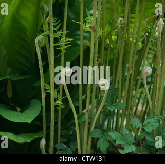 Unfurling Wedel der Königsfarn (Osmunda Regalis) mit Skunk Cabbage (Lysichiton Americanus), April Stockfoto