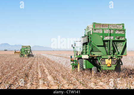 Ein paar Baumwolle pflücken Maschinen Ernten ein Baumwollfeld in Arizona. Stockfoto