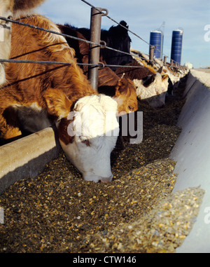 500-600 LB FÄRSEN ESSEN SORGHUM SILAGE, HOHE FEUCHTIGKEIT MAIS UND ERGÄNZUNG / KANSAS Stockfoto