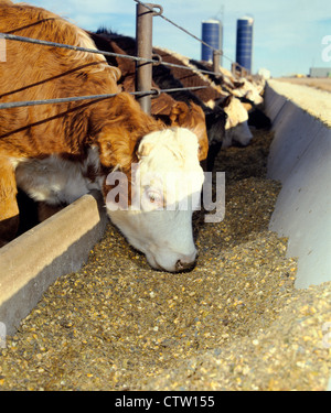 500-600 LB FÄRSEN ESSEN SORGHUM SILAGE, HOHE FEUCHTIGKEIT MAIS UND ERGÄNZUNG / KANSAS Stockfoto