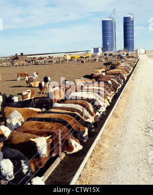 600 LB FÄRSEN FÜTTERUNG / KANSAS Stockfoto