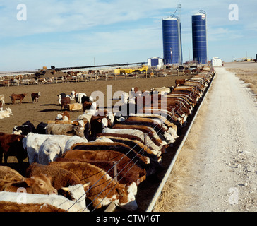 600 LB FÄRSEN FÜTTERUNG / KANSAS Stockfoto