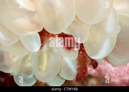 Orang Utan Krabbe - Achaeus Japonicus auf Blase Korallen Plerogyra Sinuosa, Mabul, Borneo, Malaysia Stockfoto