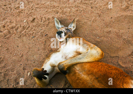 Giant Red Kangaroo schlafen auf dem Rücken Stockfoto