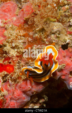 Chromodoris Magnifica Nacktschnecken, Mabul, Borneo, Malaysia Stockfoto