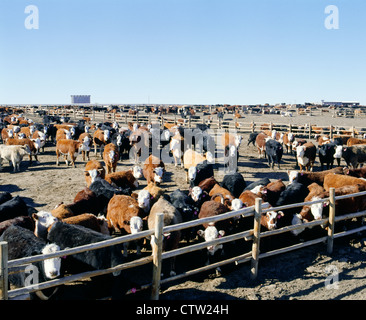 600 PFUND GEMISCHTE RASSE FÄRSEN / KANSAS Stockfoto