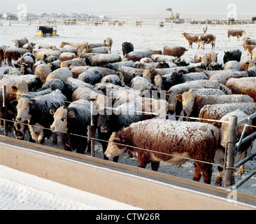 800 LB LENKT IN FEEDLOT / KANSAS Stockfoto