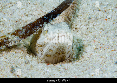 Clown Schlangenaal (Ophichthus Bonaparti), Mabul, Borneo, Malaysia Stockfoto