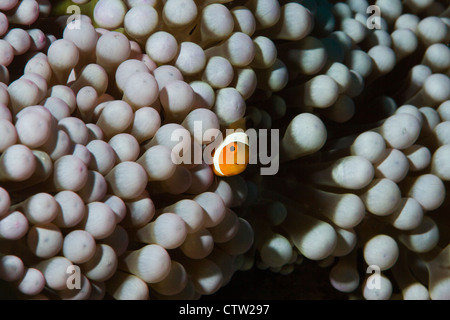 Gemeinsamen Clownfische - Amphiprion Ocellaris, Borneo, Malaysia Stockfoto