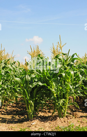 Anbau von Zuckermais Zea Mays gepflanzt in Doppelreihen Befruchtung unterstützen. Stockfoto