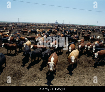 LENKT IN FEEDLOT / TEXAS Stockfoto