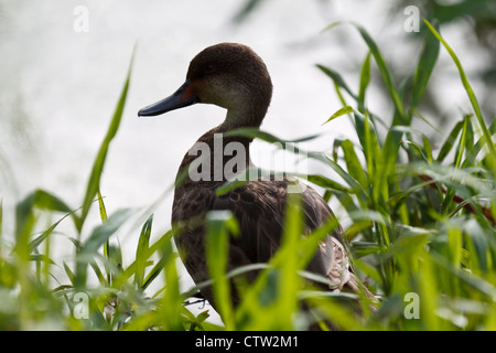 Silhouette einer White-Cheeked Pintail Ente (Anas Bahamensis), Galapagos Islands National Park, Santa Cruz Island, Galapagos, Ecuador Stockfoto
