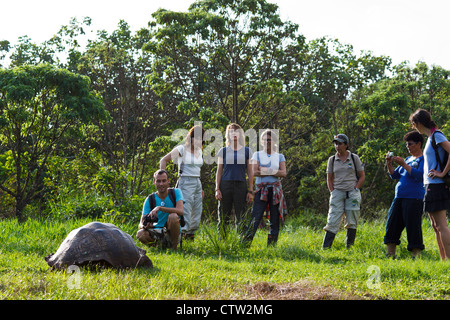 Eine Gruppe von Touristen beobachten eine Galapagos-Schildkröte / Gal√ ° Pagos Riesenschildkröte (Chelonoidis Nigra Porteri), Nationalpark Galapagos-Inseln, Insel Santa Cruz Galapagos Ecuador Stockfoto