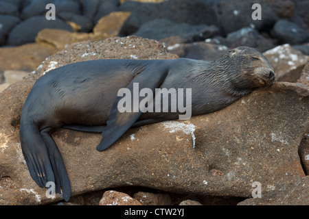 Eine juvenile Galapagos-Seelöwe (Zalphus Wollebacki), schläft auf einem Felsen entlang der Küste, Galapagos Islands National Park, North Seymour Island, Galapagos, Ecuador Stockfoto