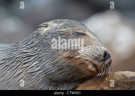 Deatiled Ansicht von einer juvenilen Galapagos Seelöwe (Zalphus Wollebacki), schlafen auf einem Felsen entlang der Küste, Galapagos Islands National Park, North Seymour Island, Galapagos, Ecuador Stockfoto