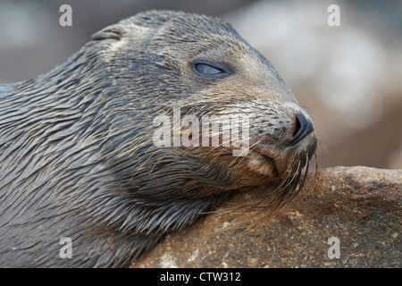 Deatiled Ansicht von einer juvenilen Galapagos Seelöwe (Zalphus Wollebacki), ruht auf einem Felsen mit einem Auge öffneten die Hälfte entlang der Küste, Galapagos Islands National Park, North Seymour Island, Galapagos, Ecuador Stockfoto