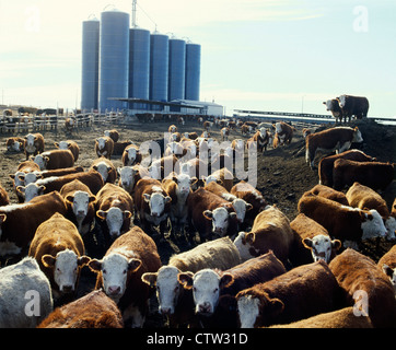 900-1000 LB OCHSEN / KANSAS Stockfoto