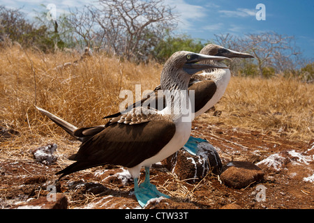 Ein paar blau-footed Sprengfallen (Sula Nebouxii) Seevögel stehen neben einander, Galapagos Islands National Park, North Seymour Island, Galapagos, Ecuador Stockfoto