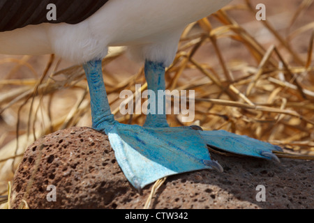 Detailansicht des blauen füttern von einem blau-footed Sprengfallen (Sula Nebouxii), Galapagos Islands National Park, North Seymour Island, Galapagos, Ecuador Stockfoto