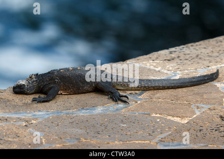 Eine juvenile Marine Iguana (Amblyrhynchus Cristatus) schlafen, Galapagos Islands National Park, Bartolome Insel, Galapagos, Ecuador Stockfoto