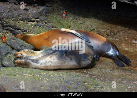 Drei Galapagos-Seelöwen (Zalophus Wollebacki) schlafen an einem steinigen Strand, Galapagos Islands National Park, Bartolome Insel, Galapagos, Ecuador Stockfoto