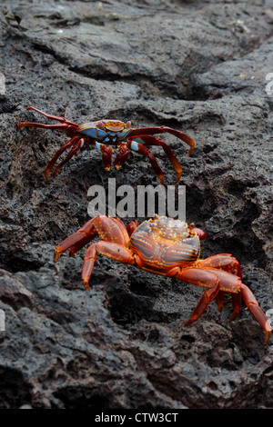 Galapagos Islands National Park, Bartolome Insel, Galapagos, Ecuador Stockfoto