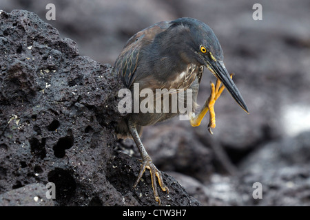 Gekerbter Heron / Lava Heron (Butorides Striata Sundevalli) stehend auf einem Lava-Gestein mit einem Fuß in der Luft, Tortuga Bay, Galapagos-Inseln Nationalpark, Santa Cruz Island, Galapagos, Ecuador Stockfoto