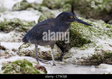 Gekerbter Heron / Lava Heron (Butorides Striata Sundevalli) stehen an einem steinigen Strand, Tortuga Bay, Galapagos Islands National Park, Santa Cruz Island, Galapagos, Ecuador Stockfoto