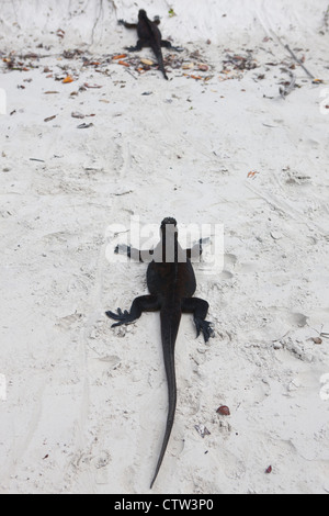 Ein paar Marine Iguana (Amblyrhynchus Cristatus) über einen Strand, Tortuga Bay, Galapagos-Inseln National Park, Santa Cruz Island, Galapagos, Ecuador Stockfoto