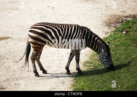 Zebra im Zoo hautnah Stockfoto