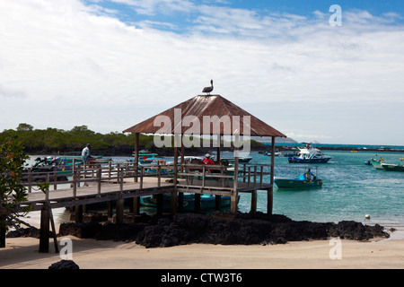 Ein brauner Pelikan (Pelecanus Abendländer) sitzt auf einem Dach entlang des Ufers, Galapagos Islands National Park, Isabela Island, Stockfoto