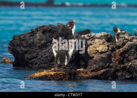 Galápagos-Pinguine (Spheniscus Mendiculus) stehen entlang Lava Felsen auf einer Küste, Galapagos Islands National Park, Isabela Island, Galapagos, Ecuador Stockfoto