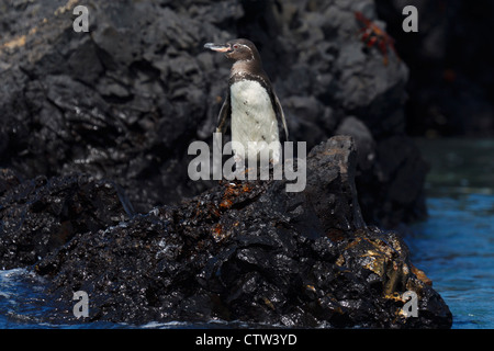 Galápagos-Pinguin (Spheniscus Mendiculus) stehen entlang Lava Felsen am Ufer, Galapagos-Inseln Nationalpark, Isabela Island, Galapagos, Ecuador Stockfoto