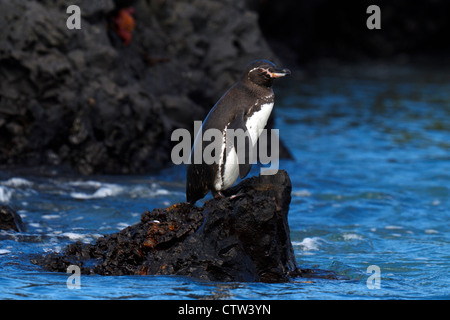 Galápagos-Pinguin (Spheniscus Mendiculus) stehen entlang Lava Felsen am Ufer, Galapagos-Inseln Nationalpark, Isabela Island, Galapagos, Ecuador Stockfoto