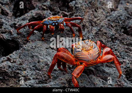 Zwei Sally Lightfoot Krabben (Graspus Graspus) Kampf um Territorium auf Lava Felsen, Galapagos Islands National Park, Bartolome Insel, Galapagos, Ecuador Stockfoto