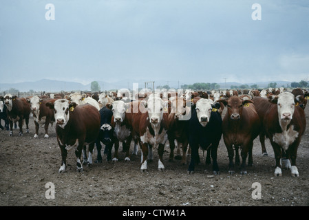 GEMISCHTE FEEDLOT FÄRSEN / NEVADA Stockfoto